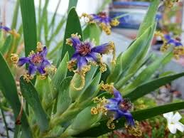 Image result for Ferraria glutinosa