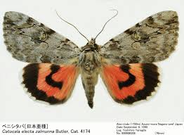 Image result for Catocala electa