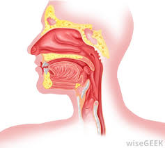 What Are Throat Blisters With Pictures