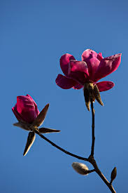 The first time i saw it 3 years ago, i stopped dead in the road just staring. Magnolia Vulcan Botany Photo Of The Day