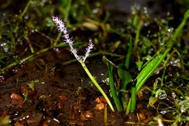 Image result for Aponogetonaceae