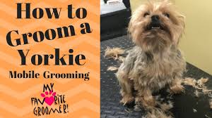 Curls come in all different shapes and sizes: How To Groom A Yorkie Edward Youtube