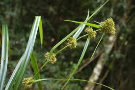 Image result for Rhynchospora holoschoenoides