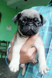 Pug Puppies Available For Sale In Jammu The Pets Paradise Jammu Facebook Cute dog pug licking trespassers foot. pug puppies available for sale in jammu