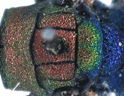 Image result for Hedythyrsus