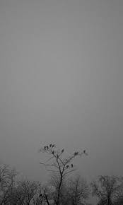 See more ideas about dorian gray, aesthetic, strange. Pinterest Arthoex Beach Photography Black And White Tree Dark Photography