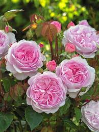 The Olivia Rose Austin Beautiful English Rose Beautiful Flowers David Austin Roses Flower Show