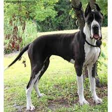 They have excellent markings and wonderful bloodlines too. Vom Hause Faith European Great Danes Great Dane Breeder In Albertson North Carolina