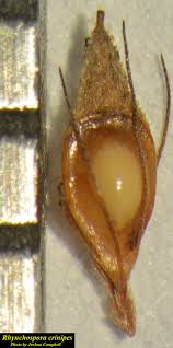 Image result for Rhynchospora gracillima
