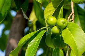 Image result for Suregada