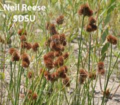 Image result for Juncus exsertus