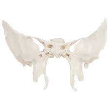 Image result for Sphenoid Bone