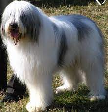 The romanian mioritic shepherd is a large breed of livestock guardian dog that originated in the carpathian mountains of romania. Ciobanesc Mioritic Toate Animalele