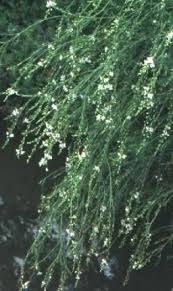 Image result for Gomphostigma