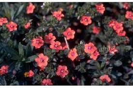 Image result for Anagallis pumila