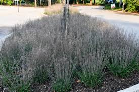 Image result for Schizachyrium