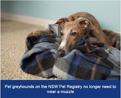 The new south wales greyhound industry hopes the introduction of new welfare standards will improve the community's perception of the sport. Pet Greyhounds Registered On The Nsw Pet Registry No Longer Need To Wear A Muzzle In Public Places Animal Shelter Your Say Wingecarribee