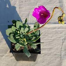 We did not find results for: Calandrinia Spectabilis Rock Purslane Cosentino S Nursery