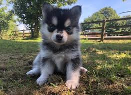 They love playing, they are wonderful with kids, and they are as cute as can be! Pomsky Puppies For Sale Celtic Star Uk Pomsky Breeder