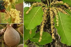 Image result for Terminalia bellirica