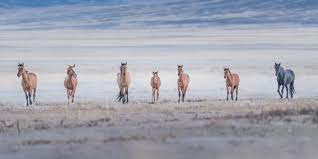 Photograph by press service of the president of the russian federation. Wild Horses Wilder Controversy