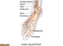 Femur, upper bone of the leg or hind leg. Bones Of The Human Leg And Foot Scienceaid