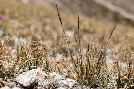 Image result for Festuca