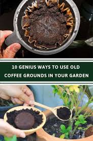 10 Genius Ways To Use Old Coffee Grounds In Your Garden In 2020 Coffee Grounds For Plants Coffee Grounds Gardening Tips