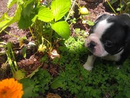 Find boston terrier puppies and breeders in your area and helpful boston terrier information. The Best Bostons In The Northwest