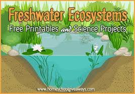 Freshwater Ecosystems Free Printables And Science Projects Homeschool Giveaways Ecosystems Projects Ecosystem Activities Homeschool Nature Study