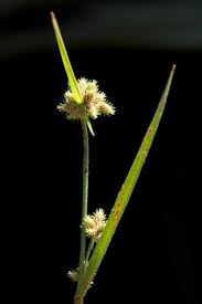 Image result for Fuirena pubescens