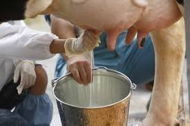 Anylist for mac & pc. Unlocking The Power Of Breast Milk With Help From Cows Scientific American