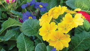Are there any colourful flowering plants that look good in the garden in the middle of winter even in the chilly waikato? Winter Colour Mitre 10