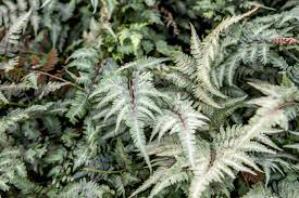 401 grey pebble court, seneca, sc 29672. How To Grow And Care For Japanese Painted Ferns