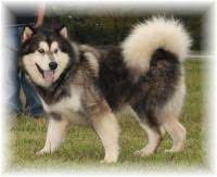 Contact ohio alaskan malamute breeders near you using our free alaskan malamute breeder search tool below! Alaskan Malamute Breeders Near Youngstown Ohio