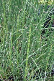 Image result for Equisetum