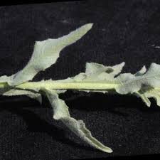 Image result for Sphaeranthus peduncularis