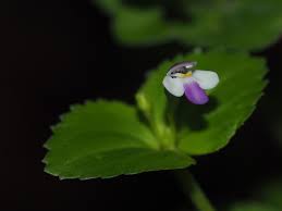 Image result for Craterostigma nummulariifolium