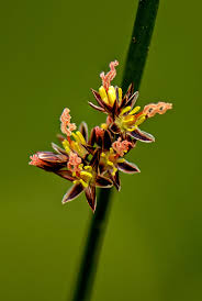 Image result for Juncaceae