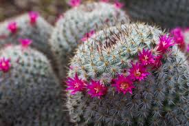 ✅ browse our daily deals for even more savings! Growing Pink Cacti Learn About Pink Tinted Cactus Or Bloom Color