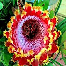 Image result for Protea madiensis
