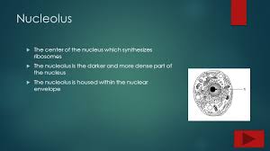 Check spelling or type a new query. Animal Cell Structure Secondary Biology Matthew Schaeffer Ppt Download