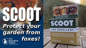 Check spelling or type a new query. How To Stop Foxes Pooing In Your Garden Fox Repellent Expert