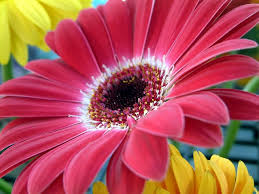 Silhouette pink cosmos flowers in garden. Small Yellow Flower Like Sunflower Novocom Top