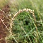 Image result for Sehima