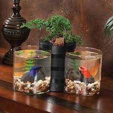 Betta Fish Glass Bowl Spiffy Betta Bowls And Tips On Keeping Your Fish Happy Beta Baligi Akvaryumlar Kavanoz Elisi
