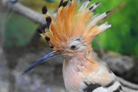 Bird With Red Mohawk Mohawk Bird Sophie Eccleston 2012 Norwich Castle Museum England Norwich Castle Bird Birds Of Paradise