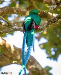 Costa Rica Birds Best Places Tips For Bird Watching Costa Rica Wildlife Costa Rica Animals Costa Rica Travel