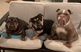 Whatever the process involved, today's english bulldog is a very different dog indeed to the fighting machine we see in old paintings. Our Bulldogs