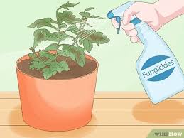 Learn how to care for yours. 4 Ways To Care For Mums Wikihow